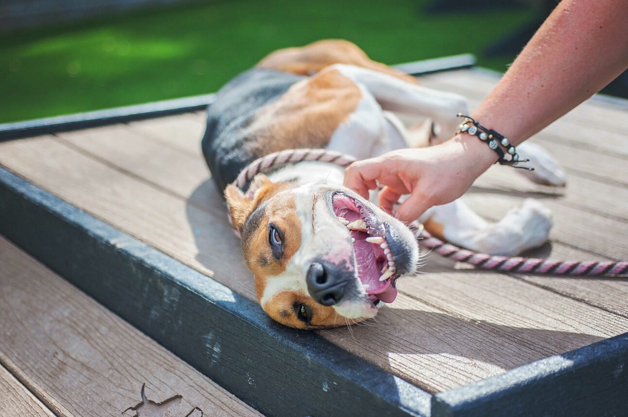 Dear San Francisco’s Dog Owners: