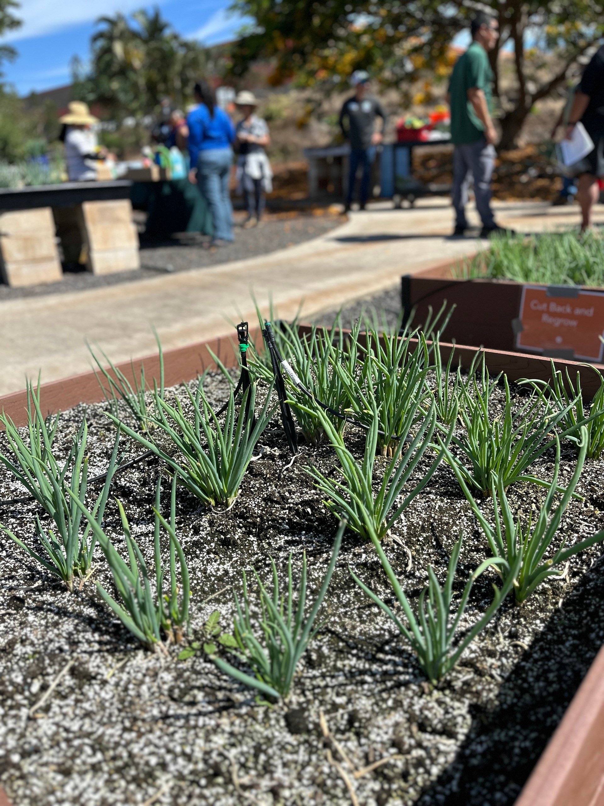 UH releases new green onions 