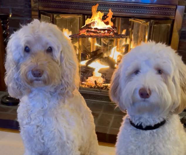 🐶❤️🐶 A new way to help lost pets!  🐶❤️🐶 