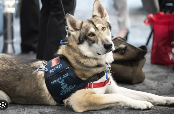 Unleashing Hope: The Profound Impact of Service Dogs on Veterans Well-being
