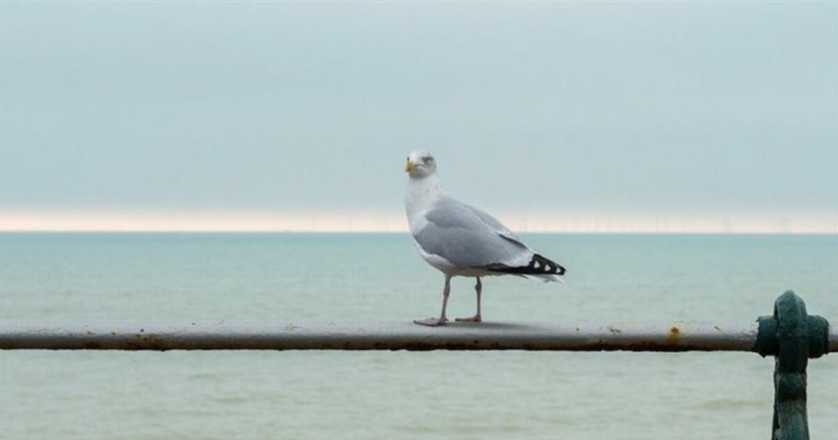 🍦 Seagull Gets in a Flap