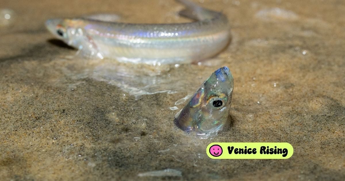 Everything You Need to Know About Grunion Night