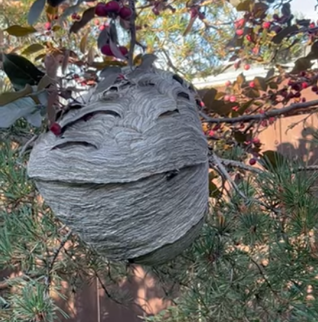 🪰Aggressive Flying Devils Were Hiding Just 15 Feet from the Back Door