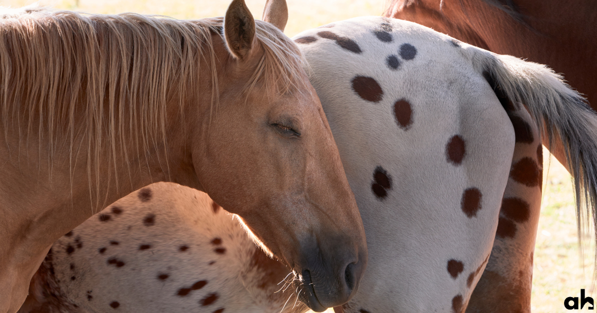 How Do Horses Sleep? Do They Sleep Standing Up? Let Me Explain...