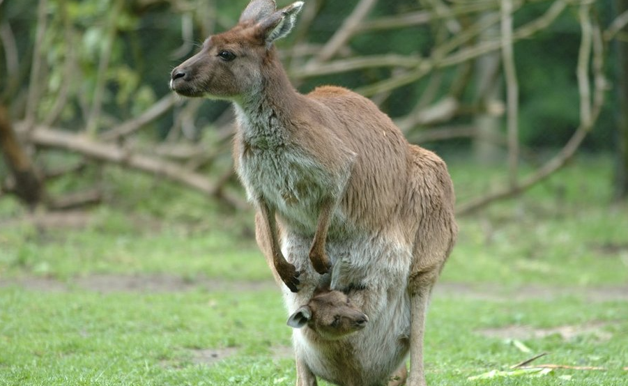 Nature Positive Practices