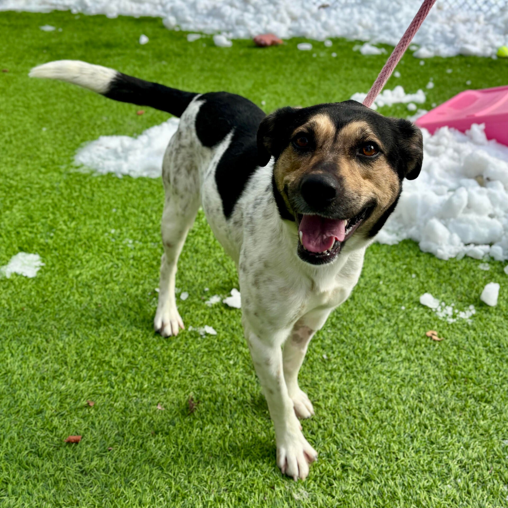 Adoptable Pet of the Day