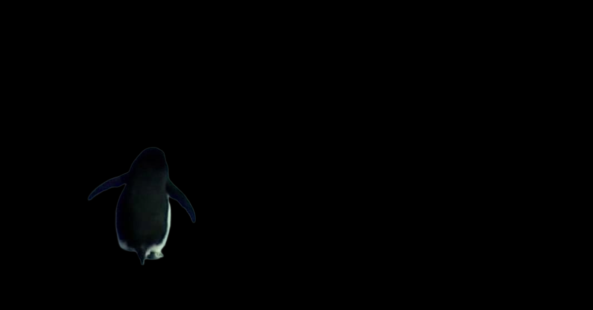 We are all the Nihilistic Penguin