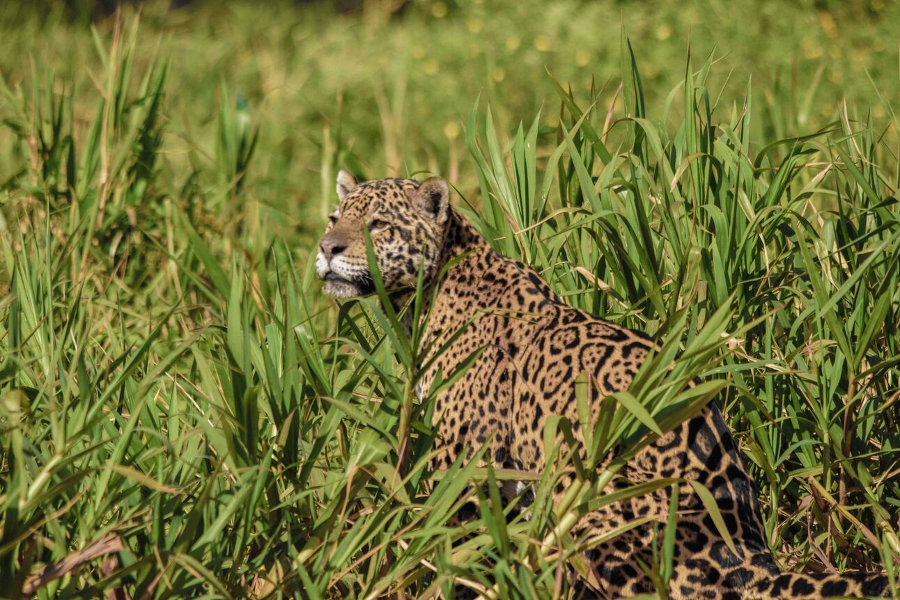 Once despised, jaguars become a symbol of eco-tourism in Brazil’s Pantanal