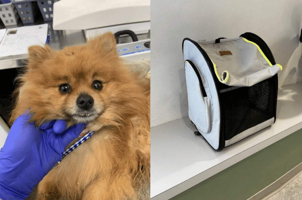 Pomeranian found abandoned in backpack outside Calgary soccer club