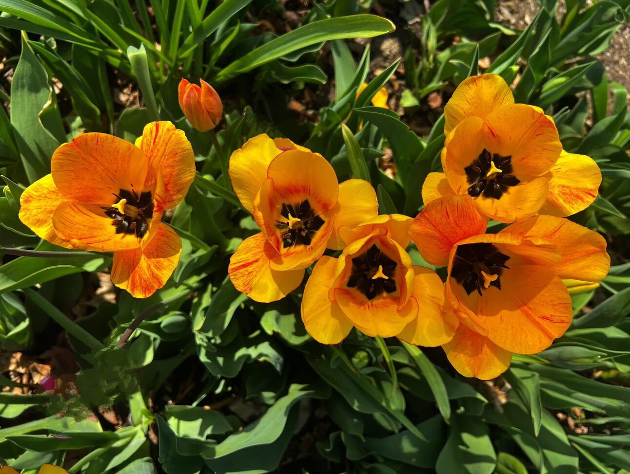 New Housing Opportunity, Mental Health Bike Ride, Local History Spotlight with Eleanor Roosevelt — and More!