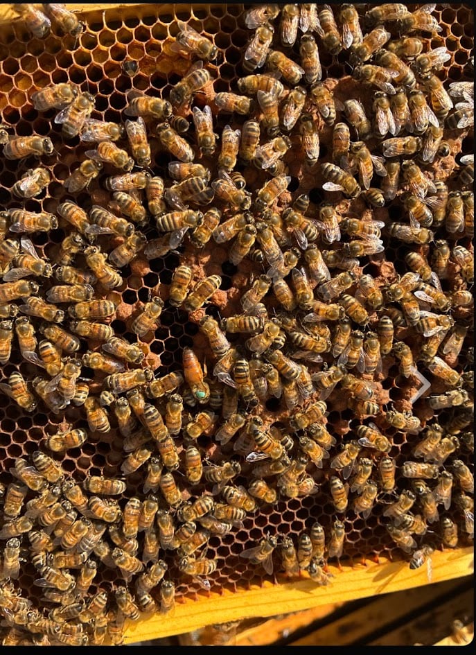 The Resilient Beekeeper: February 