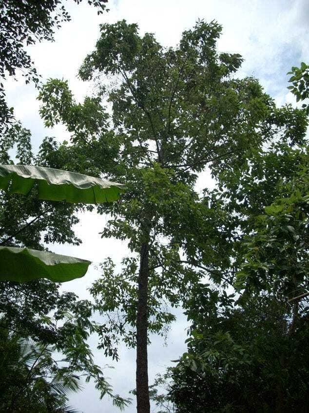 The Immorality of the Kratom Extract Industry