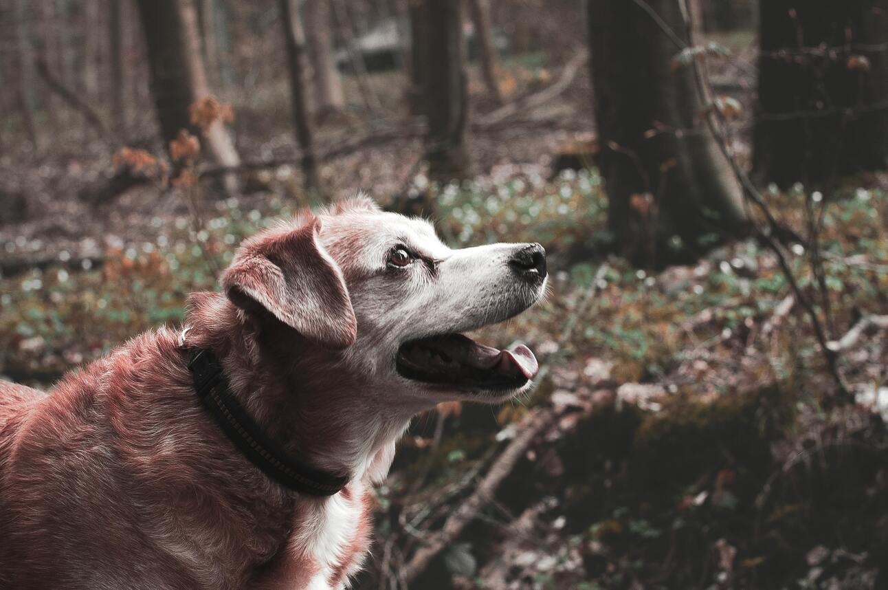🐾 Caring for Your Senior Dog: Tips to Keep Them Healthy and Happy 
