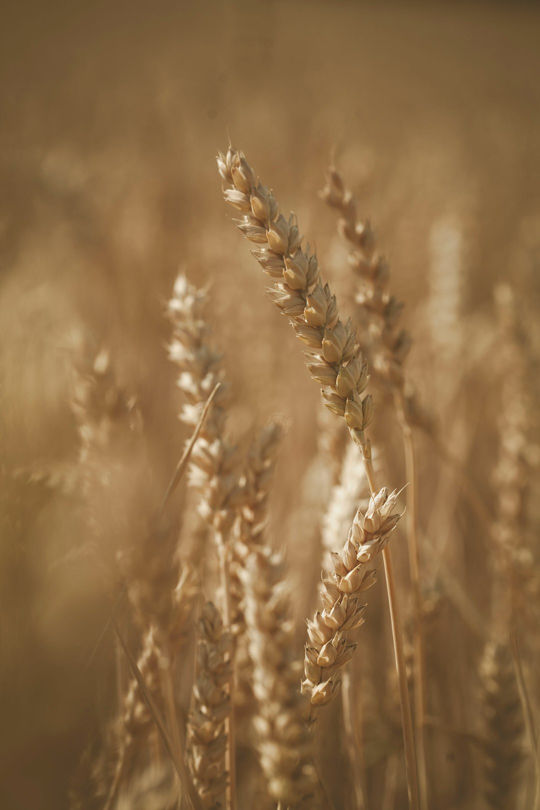 Hard Red Spring Wheat - Futures, Cash and Basis