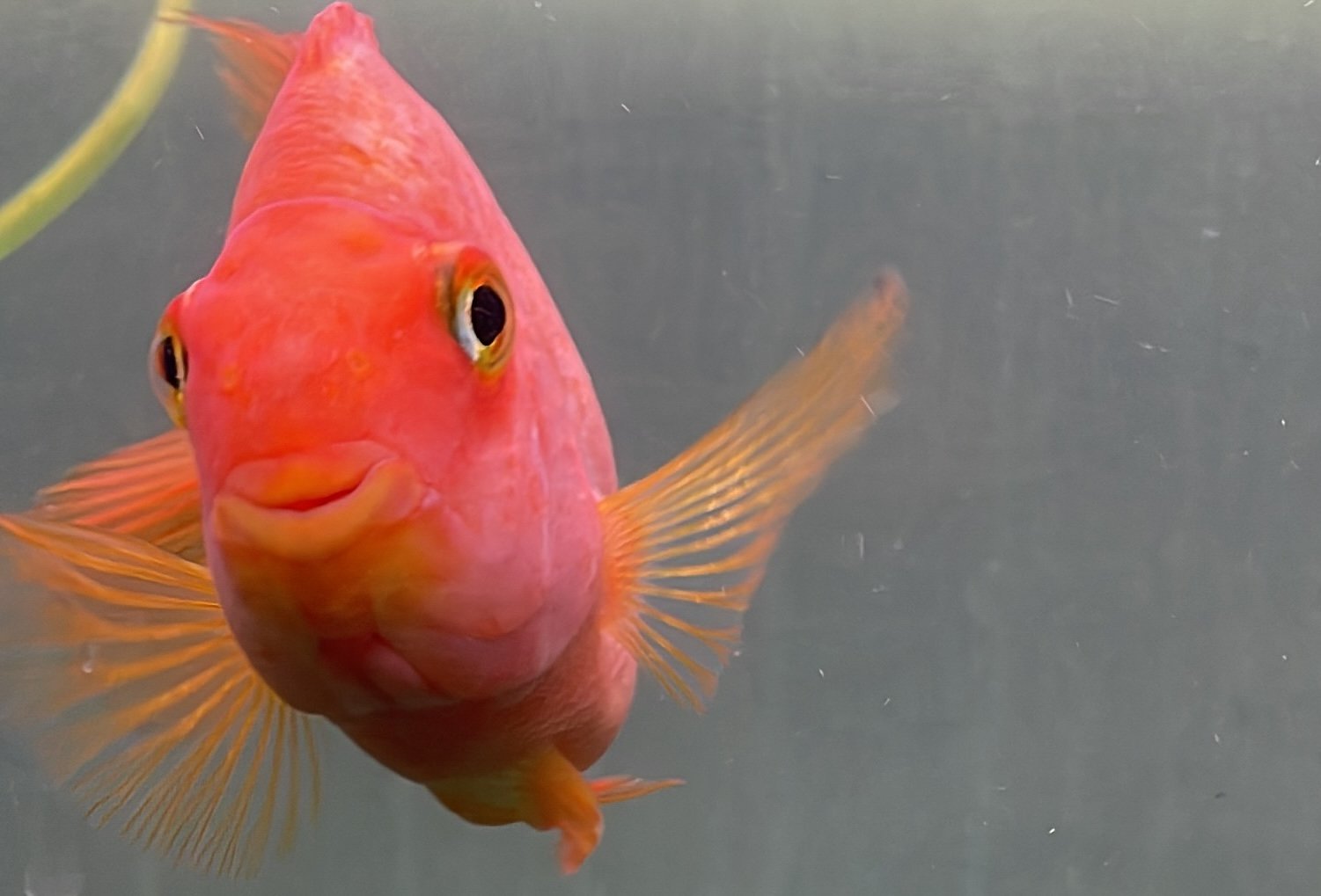 What People Buy at a San Pedro Tropical Fish Store