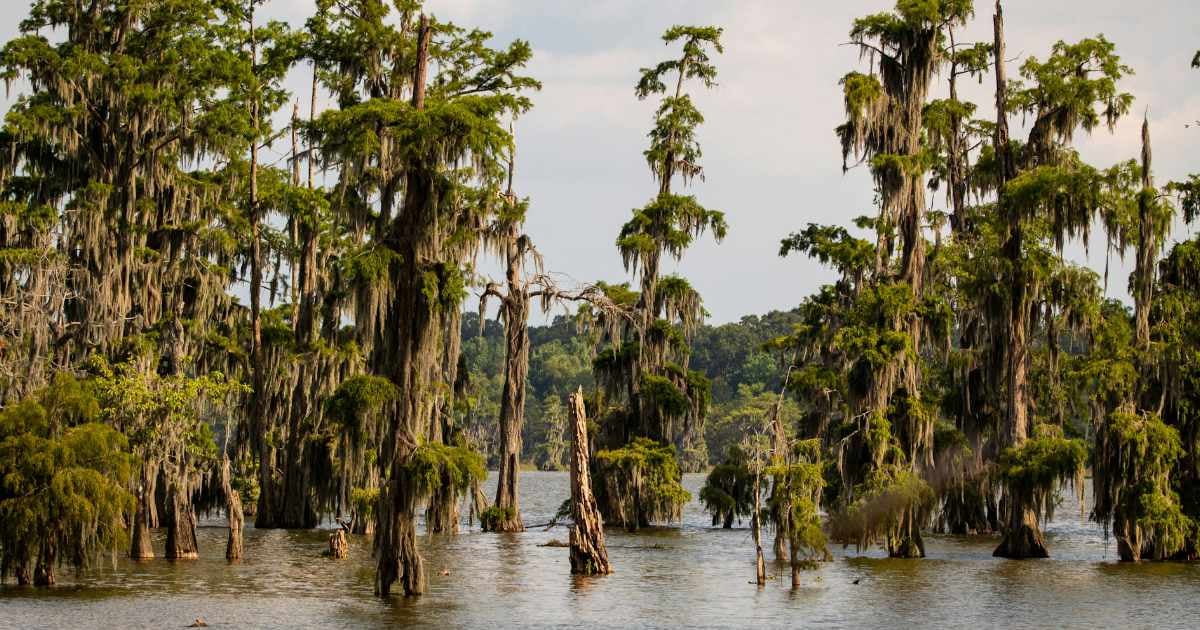 Keeping Livingston Parish Beautiful: Join Us for Love the Boot Week