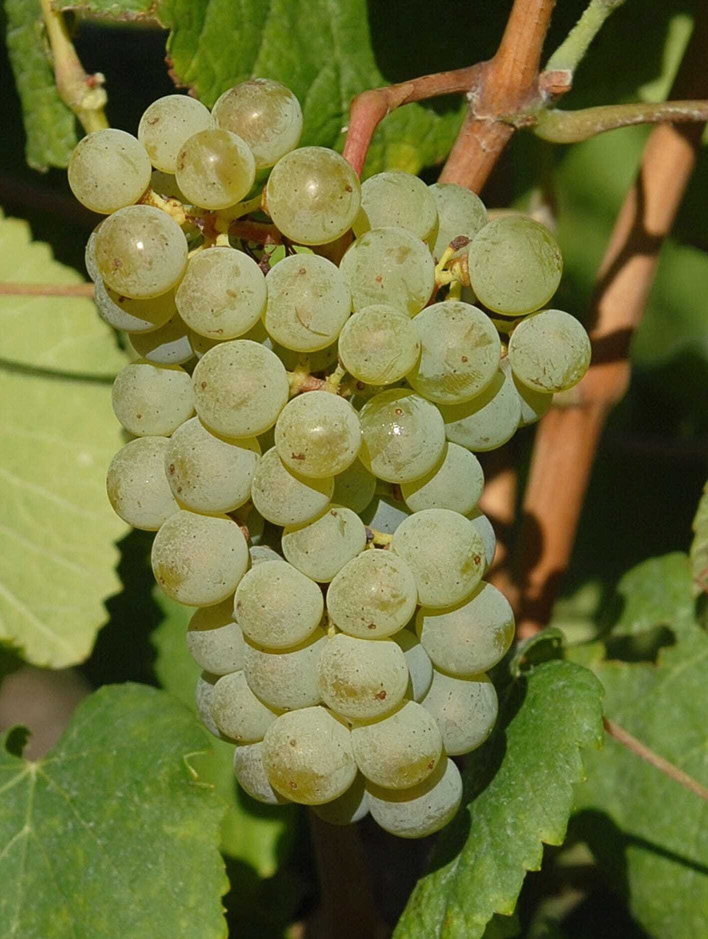 Vitigni: Albariño