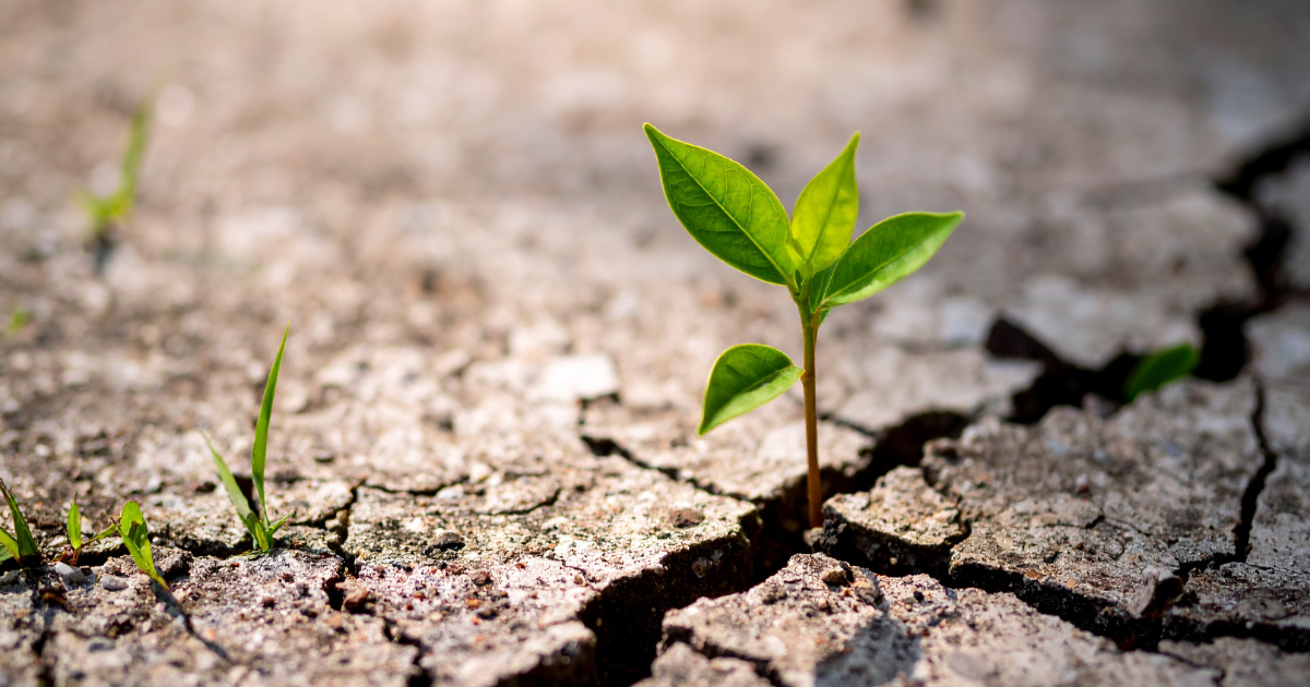 Fixed vs. Growth: The Two Mindsets That Shape Your Life