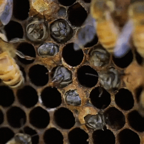 Fungi help honeybees survive 🍯