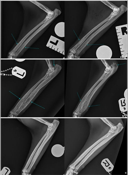 First-Ever Feline Salmonella Bone Infection Case: Treatment Breakthrough Revealed