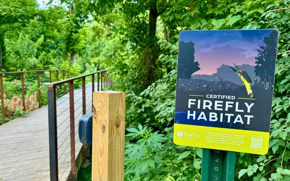 Firefly Walks Return To Coler Mountain Bike Preserve