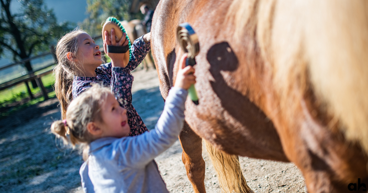 Essential Horse Care and Grooming Tips - A Guide For Beginners