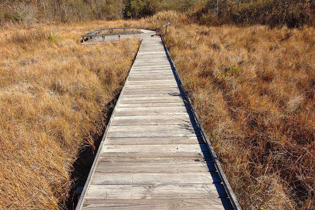 The Boardwalk at Cedar Bog