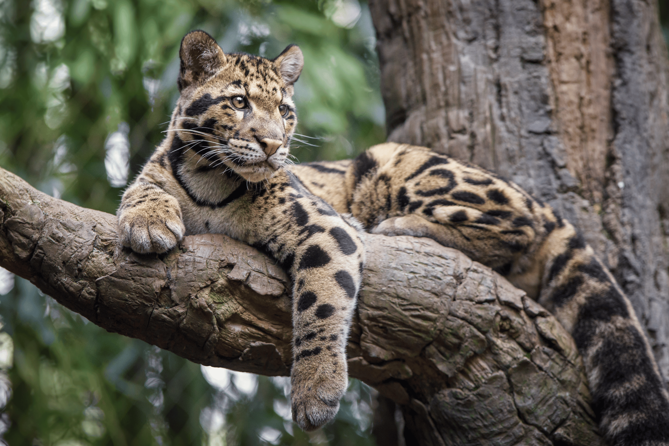 Meet the Clouded Leopard