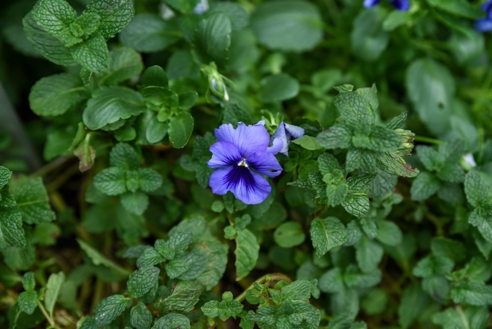Smell and Memory: Newness in the Back Yards of Our Lives