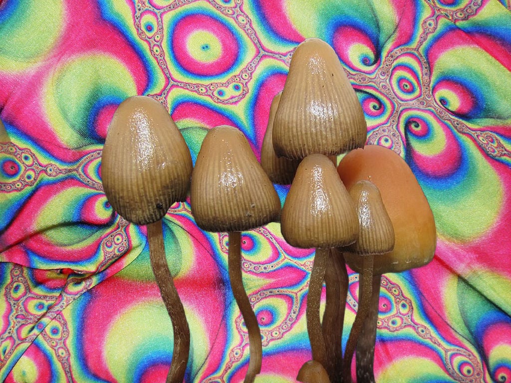 Will California Follow Oregon’s ‘Strategic’ Approach to Psychedelics?