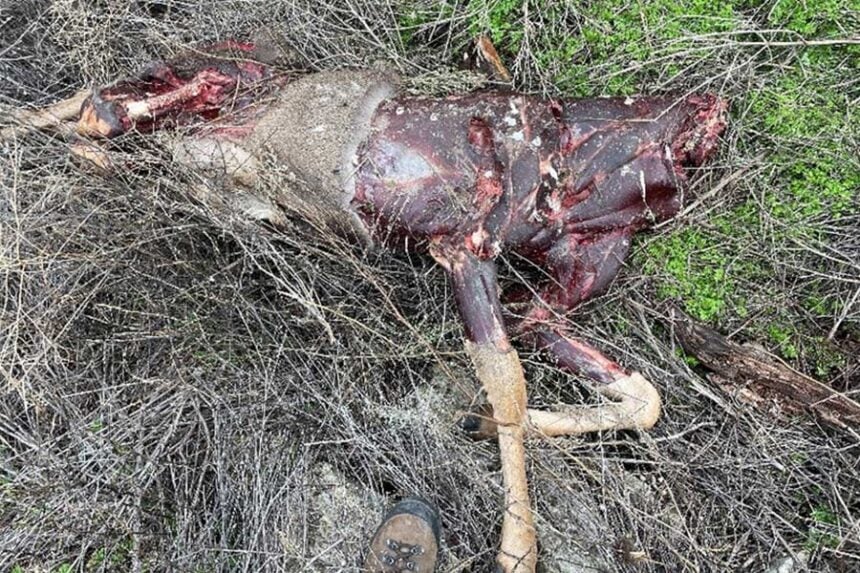 🔥Mule Deer Found Dumped Near Salmon — IDFG Closing In on Suspects