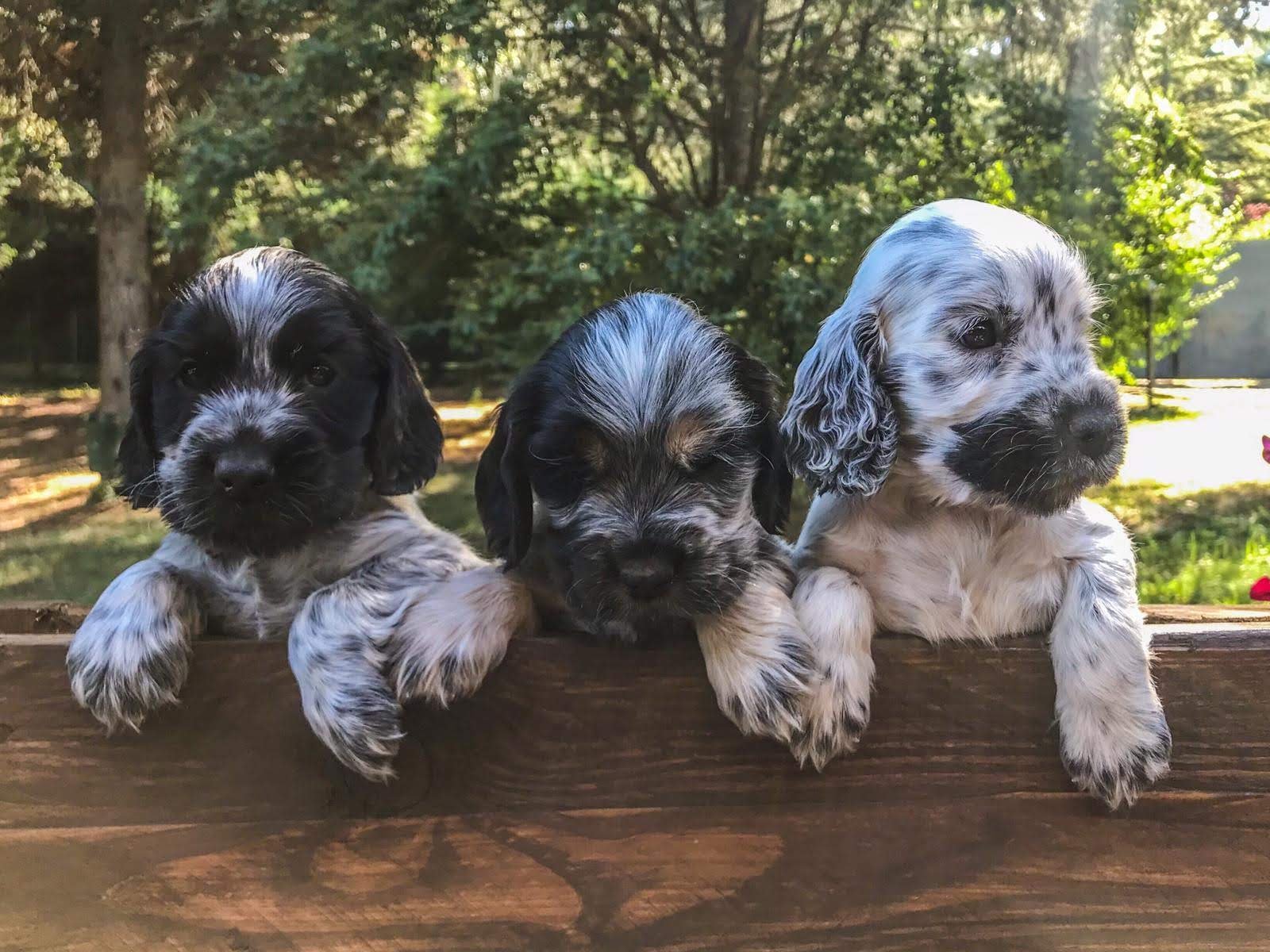 Una domenica di ritratti di animali, camminata in compagnia e piadine 