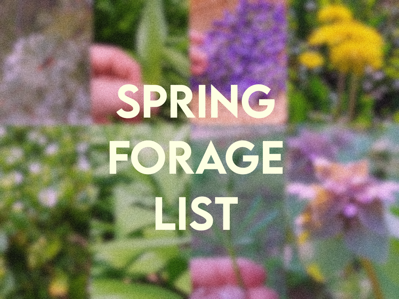 Spring Foraging List