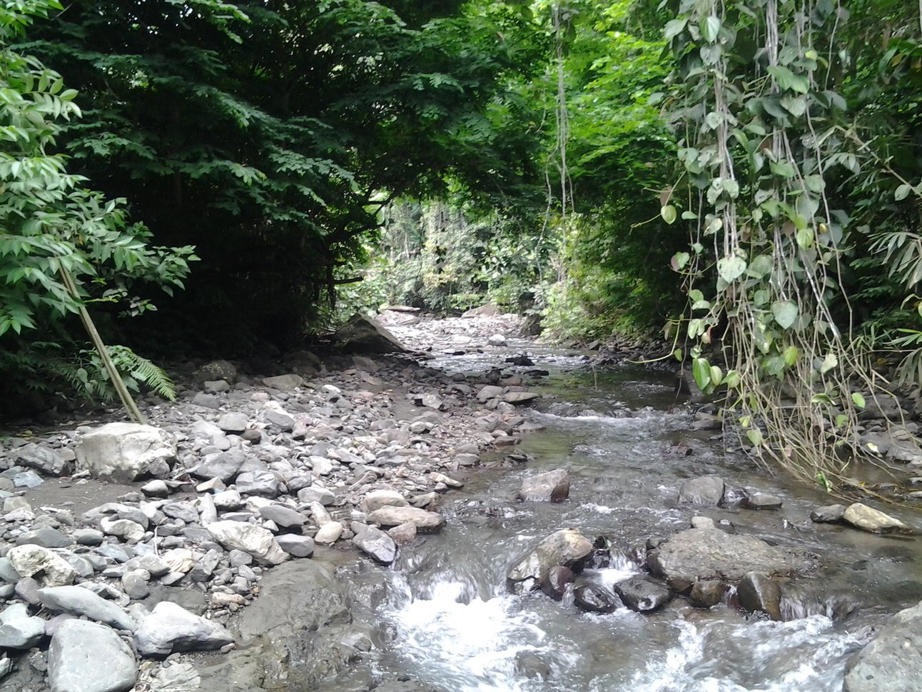 Ways to Maximize Financial Gains from Forestry Activities