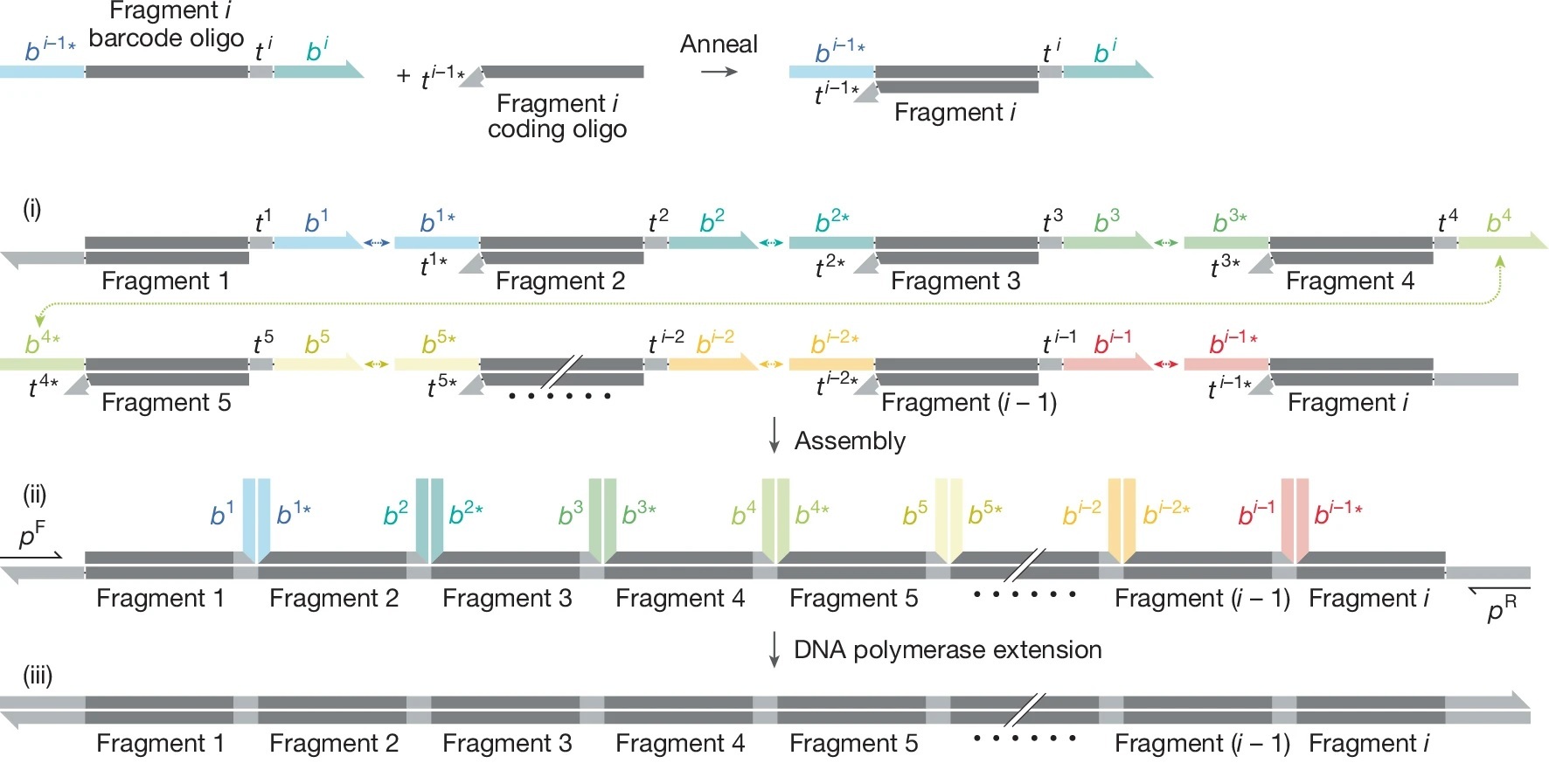 Sidewinder Rewrites DNA Assembly Rules With Designed DNA Junctions!
