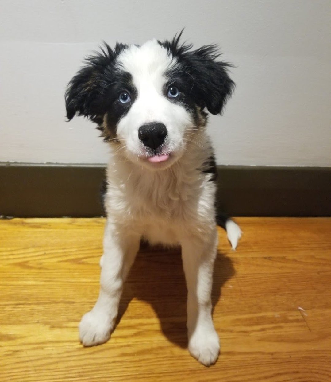 Why Your Puppy “Forgets”