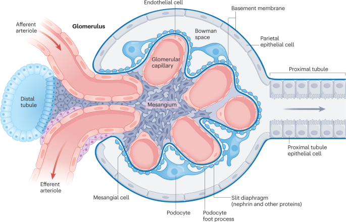 GLP-1 and the kidneys