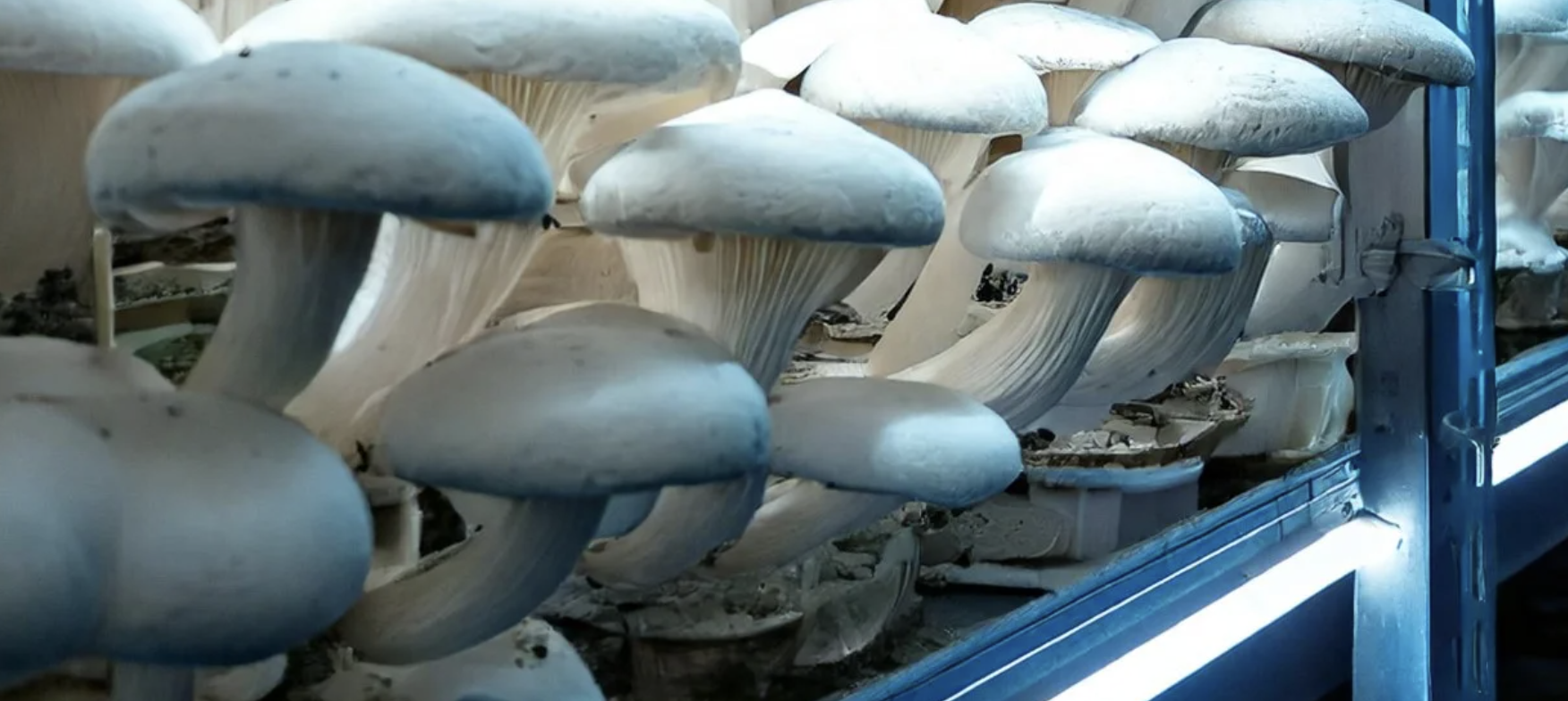 4AG Robotics raises $40M to scale autonomous mushroom harvesting