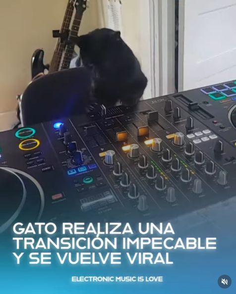 📰 #26 Un gato DJ