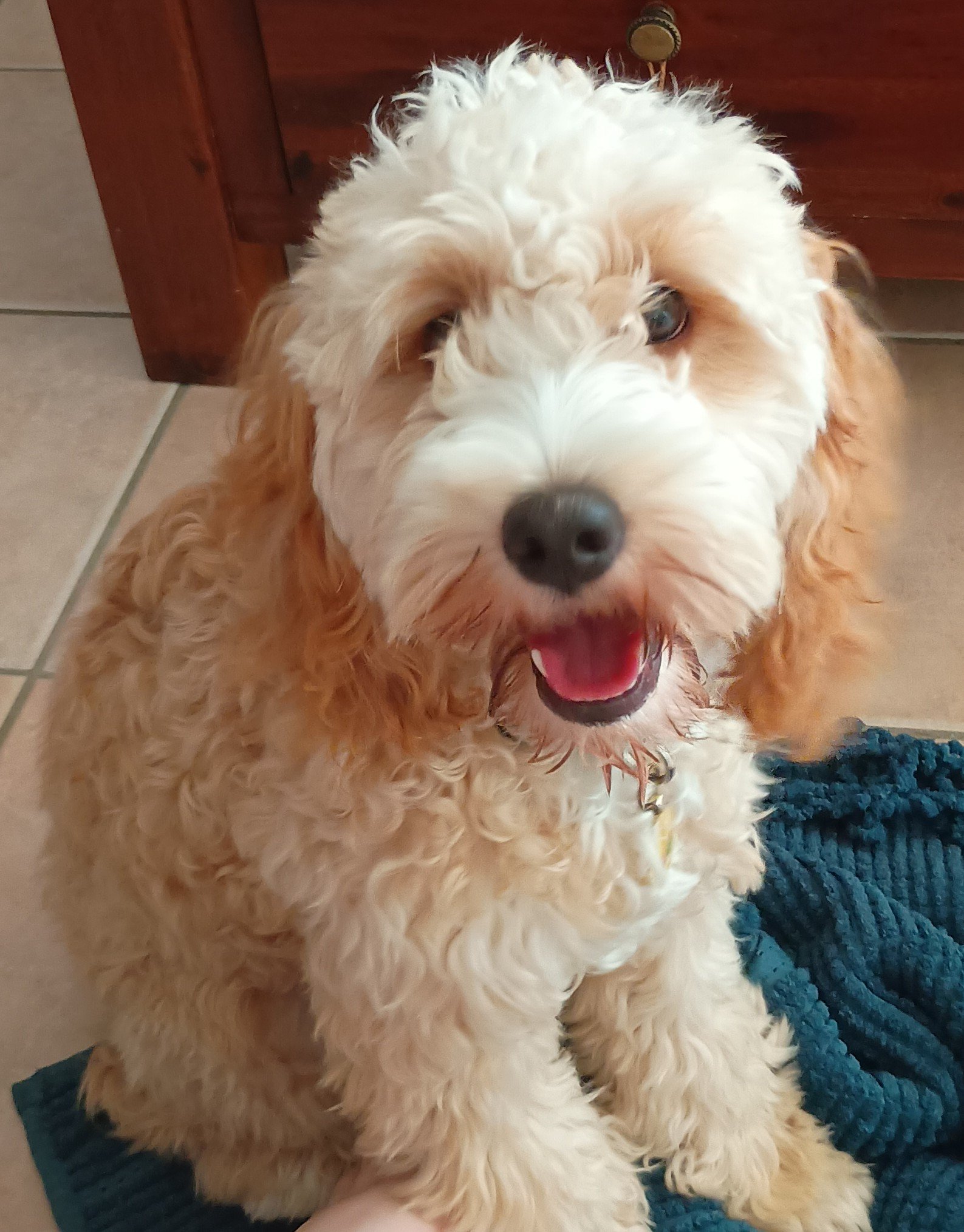 Cake Picnics and Bird Parties