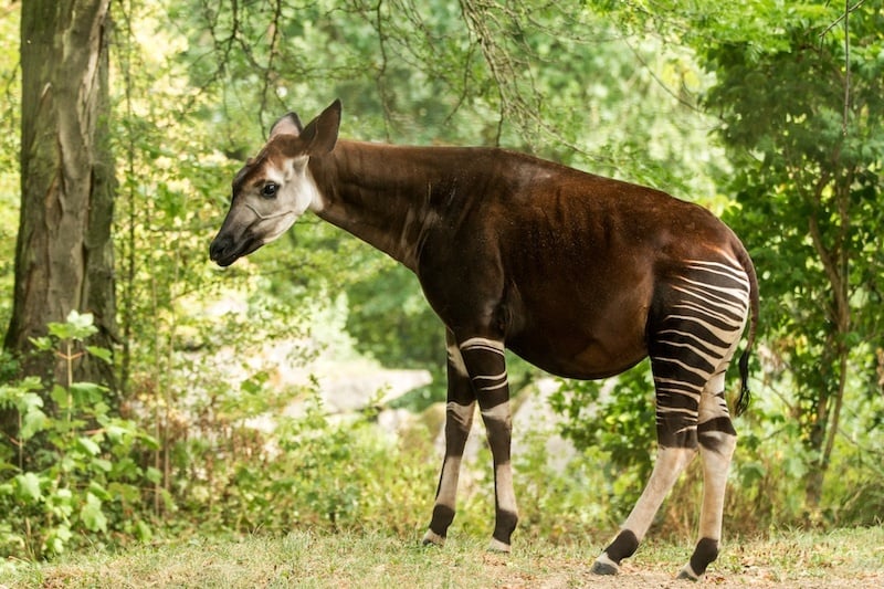 Issue 199: Okapi