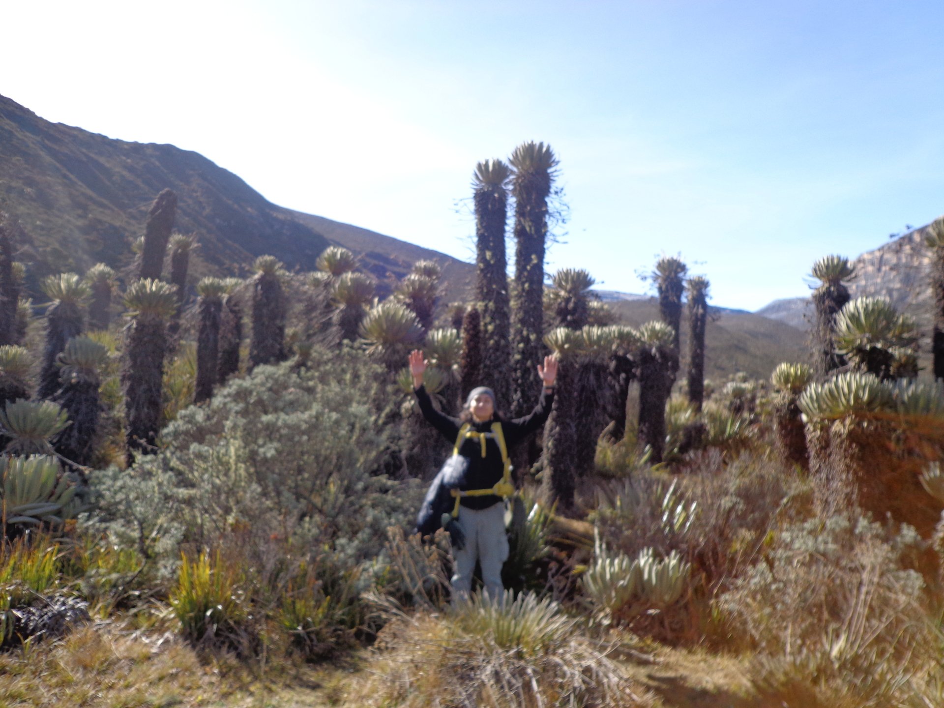 El Silencio Duerme Entre El Sauco