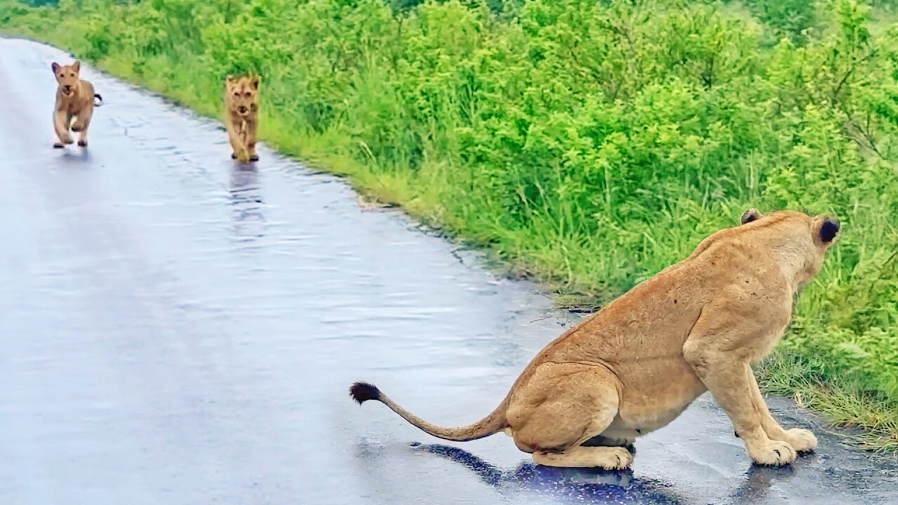 Lion Cubs Find Their Mommy After Floods Separated Them