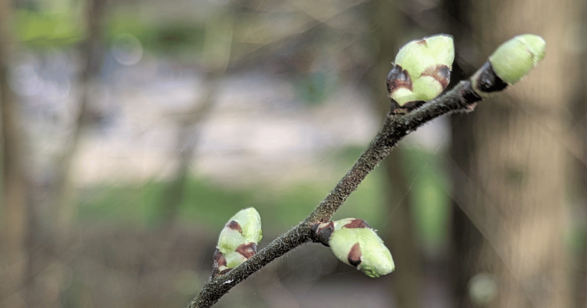Tend to Yourself this Spring