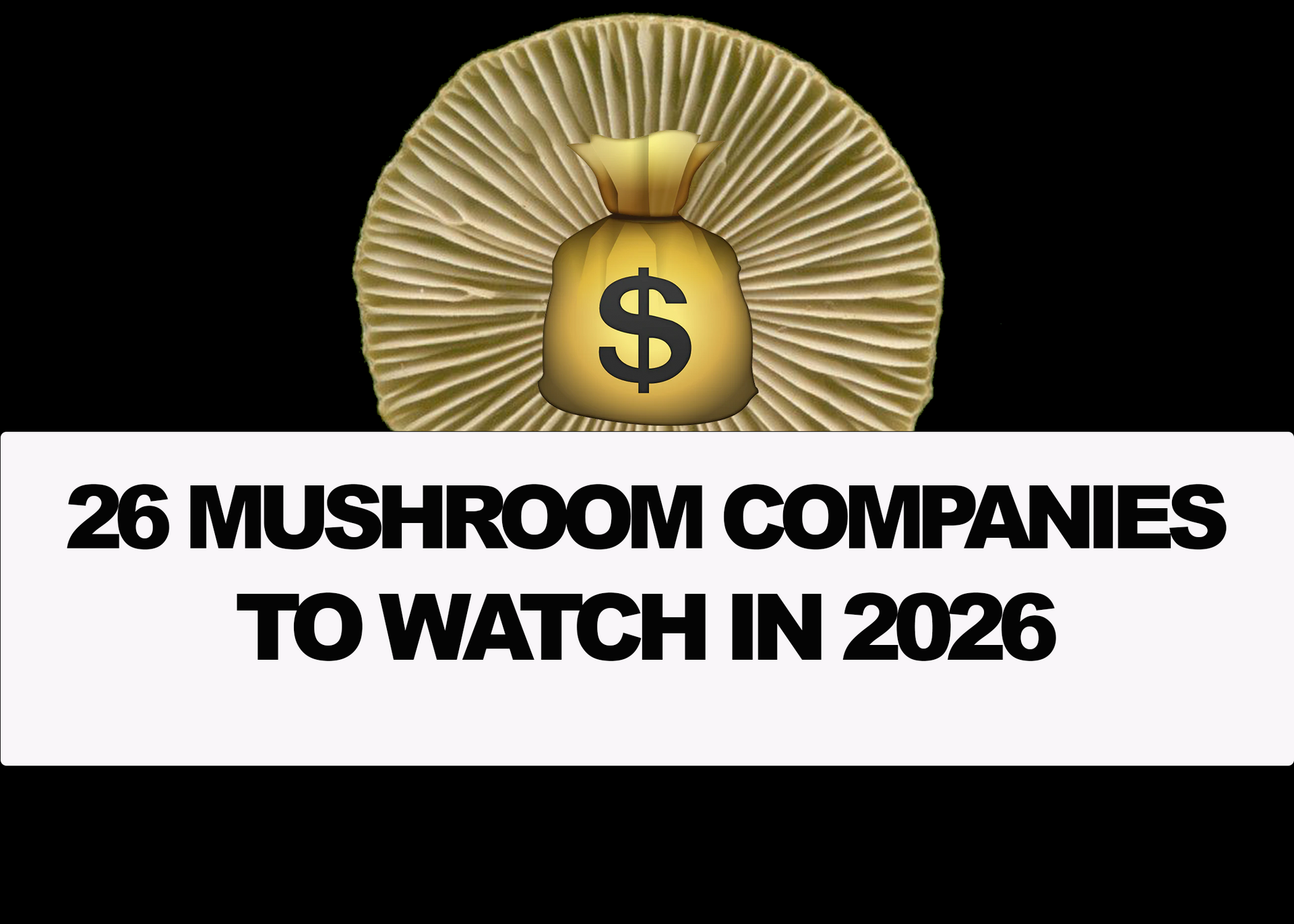 26 Mushroom Companies to Watch in 2026 Part 1