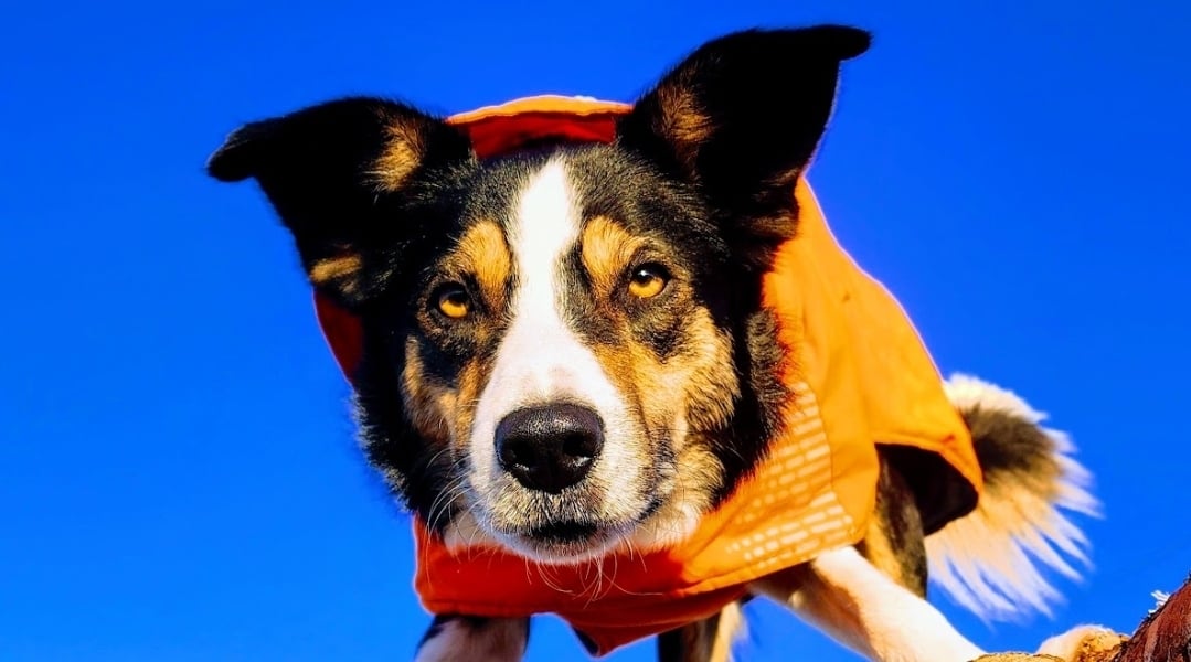 The Key to Long-Term Reliability in Dog Training