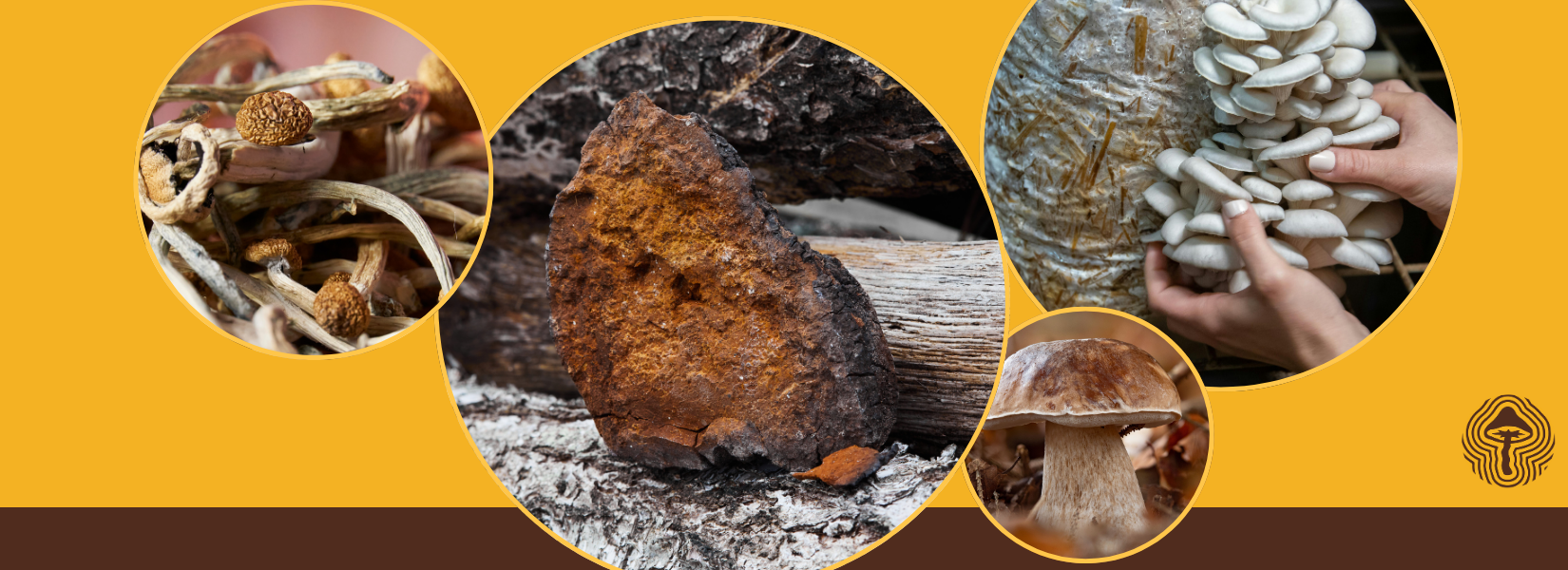 🦚 Turkey Tail + Inulin, Greener Grow Bags, and Dye Cleanup