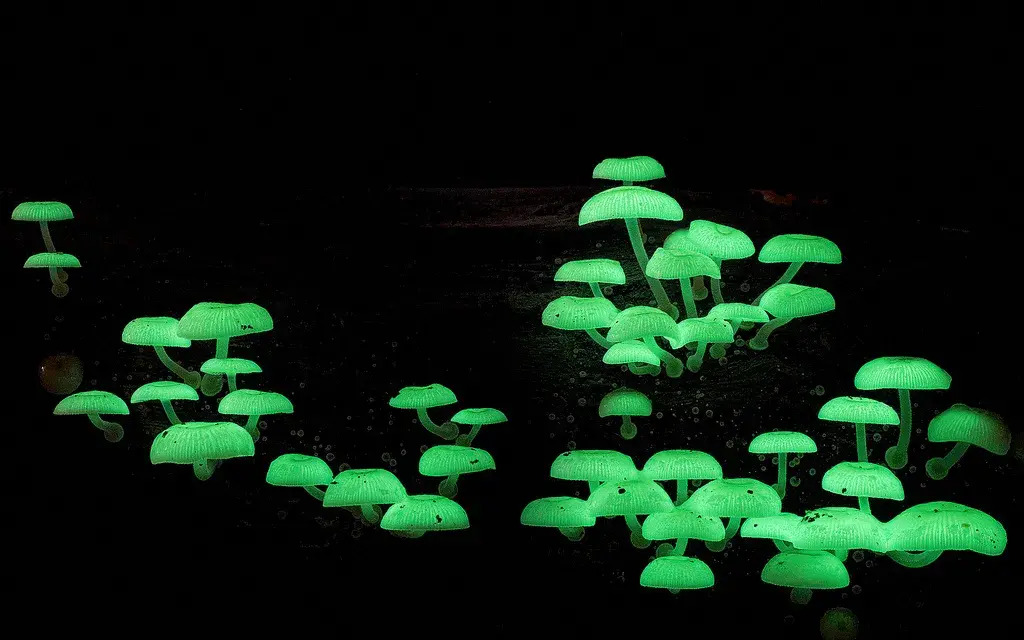 Glow-in-the-Dark Mushrooms Are Totally Real