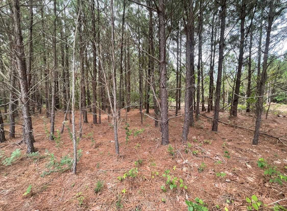 6.131 Acres in Tennessee (Owner Financing) 