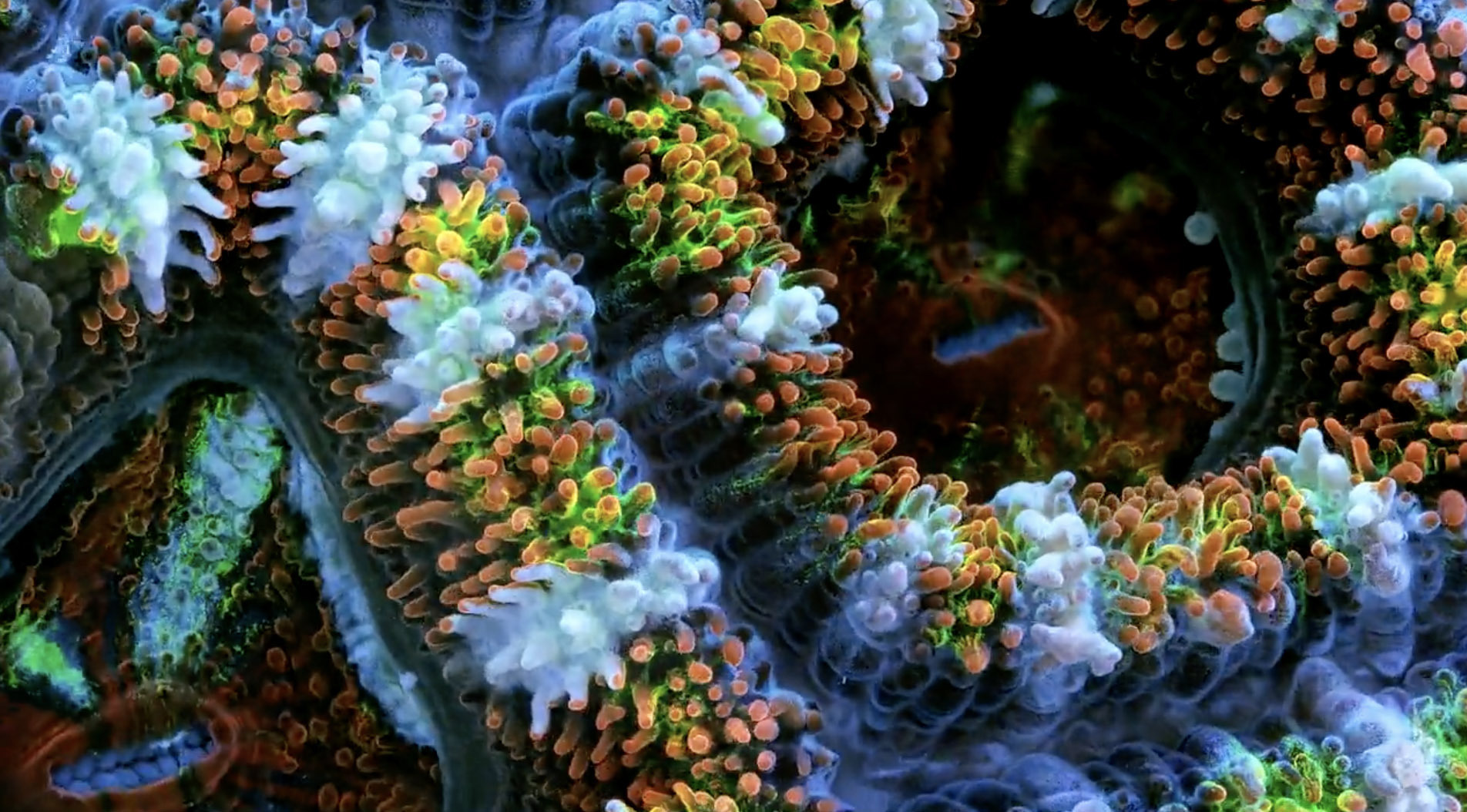 The Great Barrier Reef